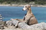 WHIPPET 056